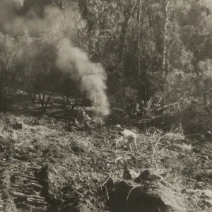 Clearing the Olive grove after the Coyote Fire