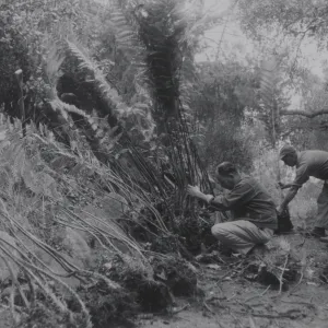 planting the Indian Steps slope, 1957