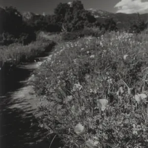 Porter Trail