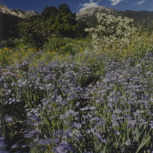 Blue-eyed Grass on Porter Trail
