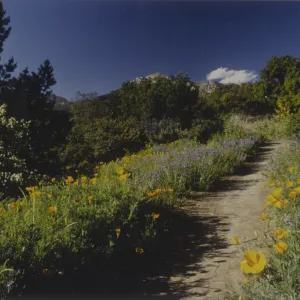 Porter Trail in bloom