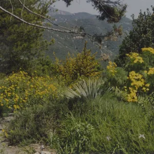 Porter Trail in bloom