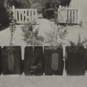 Plant comparisons with earthworm culture