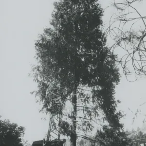 tree removal in the Arroyo, North Wing construction