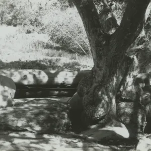 wood bench under the entrance oak, view from book shop