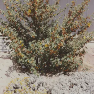 Home Demonstration Garden