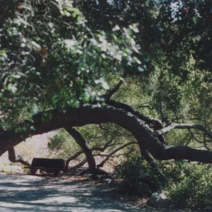 Barnett Bench, under the Meadow Oaks