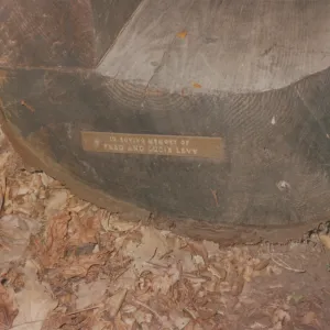 Fred and Lucie Levy Bench, 1983, at old site in Redwood Section 