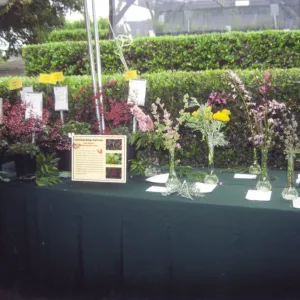 SBBG 75th Anniversary, native wildflowers