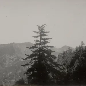 sugar pine and white fir, Big Pine mountain, Los Padres National Forest, 1930s, 6174
