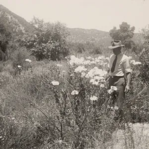 Woodbridge Metcalf, above Gibraltar Dam, 1930s, 6227. Romneya