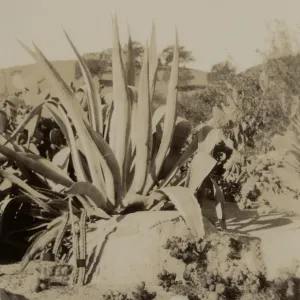 Exotic Agave in the Desert Section, SBBG, circa 1933, 1930s