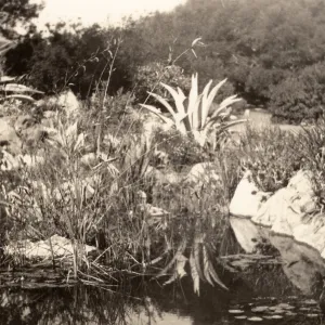 historic pond, SBBG, circa 1933, 1930s