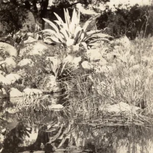 historic pond, SBBG, circa 1933, 1930s