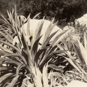 Exotic Agave in the Desert Section, SBBG, circa 1933, 1930s