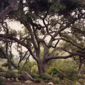 Meadow Oaks