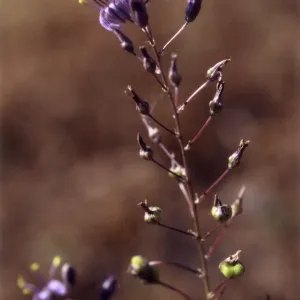 Rare Plant photo used for Night Music publicity