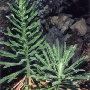 Rare Plant photo used for Night Music publicity