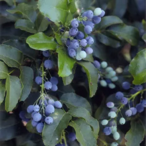 Berberis pinnata, Rare Plant photo used for Night Music publicity