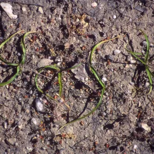 Rare Plant photo used for Night Music publicity