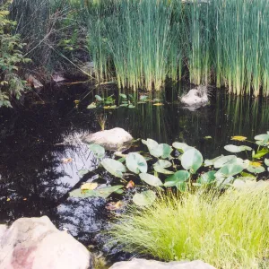 Pond