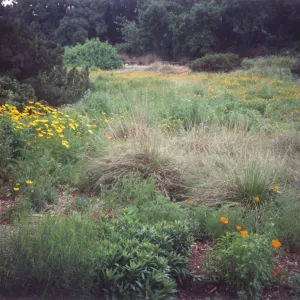 Meadow Area
