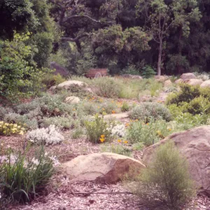 Meadow Area