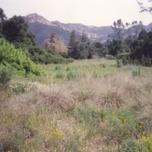 Meadow Area