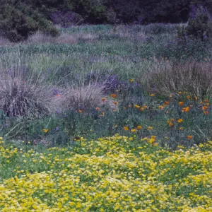 Meadow Area