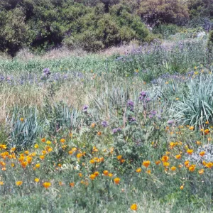 Meadow Area