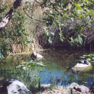 Meadow Area