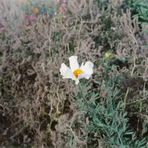 Romneya coulteri