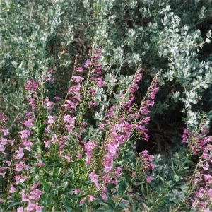 Penstemon spectabilis