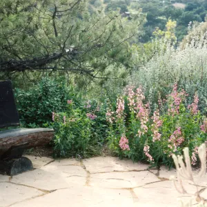 Porter Trail, bench, Penstemon spectabilis