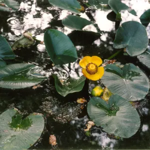 Nuphar, pond