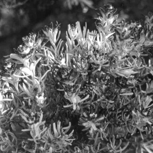 2014 AAM Accreditation Self-Study Documentation: Castilleja lanata subsp. hololeuca (white-felted Indian paintbrush)