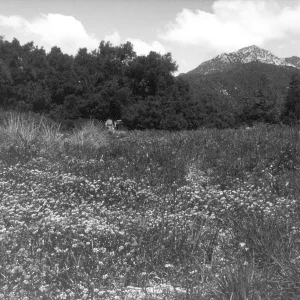 2014 AAM Accreditation Self-Study Documentation: Meadow