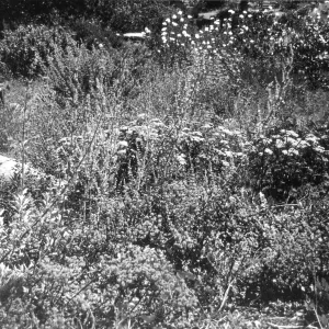2014 AAM Accreditation Self-Study Documentation: Perennial Borders display