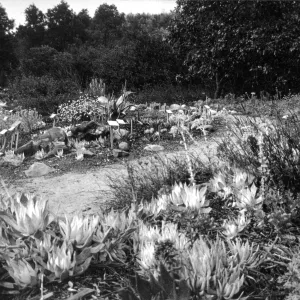 2014 AAM Accreditation Self-Study Documentation: Dudleya display