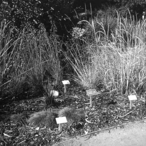 2014 AAM Accreditation Self-Study Documentation: Bunchgrass display