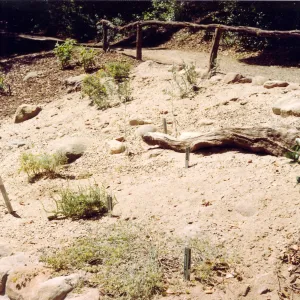New Dune / Riverbed display in Island Section, summer 1992