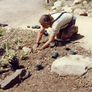 Planting of the Dudleya display, Geege Ostroff, Spring 1993