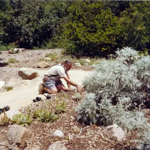 Planting of the Dudleya display, Geege Ostroff
