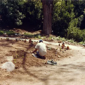 Planting of the Dudleya display, Manuel Gonzalez
