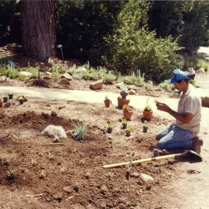 Planting of the Dudleya display, Manuel Gonzalez