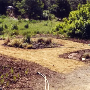 Bunch grass display west side of Meadow