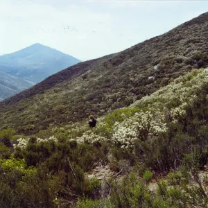 Trip to Otay Mountain, Laguna Mountains, San Diego County, Betsy Collins