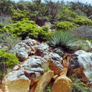 Trip to Otay Mountain, volcanic rock, Otay Mountain, San Diego County
