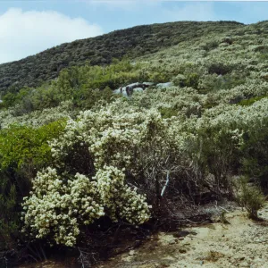 Ceanothus greggii, Laguna Mountains