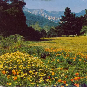 Botanic Gardens Santa Barbara